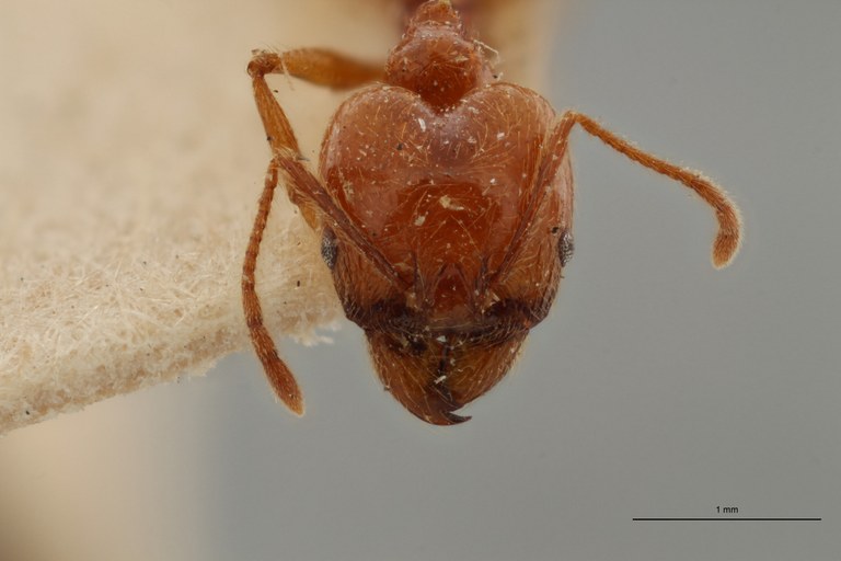 TYPFORM0049 Pheidole biolleyi Frontal ZS PMax.jpg TYPFORM0049 Pheidole biolleyi Frontal ZS PMax.jpg