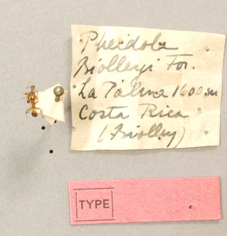 TYPFORM0049 Pheidole biolleyi Labels.JPG TYPFORM0049 Pheidole biolleyi Labels.JPG