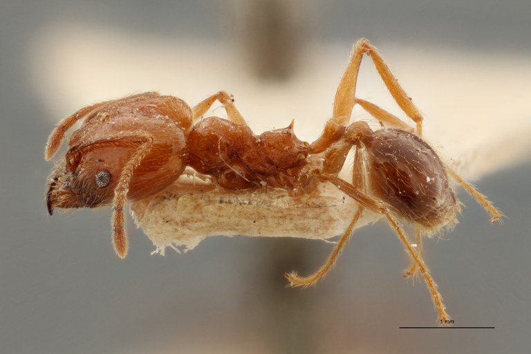 TYPFORM0049 Pheidole biolleyi Lateral ZS PMax.jpg TYPFORM0049 Pheidole biolleyi Lateral ZS PMax.jpg
