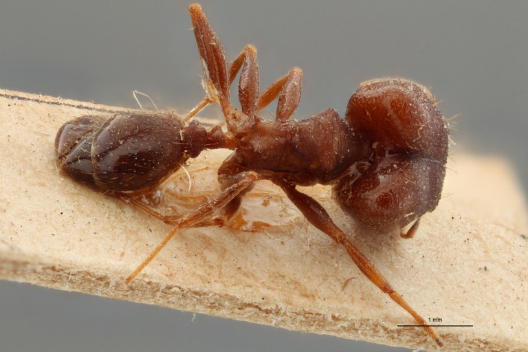 TYPFORM0056 Pheidole asperata Dorsal ZS PMax.jpg TYPFORM0056 Pheidole asperata Dorsal ZS PMax.jpg