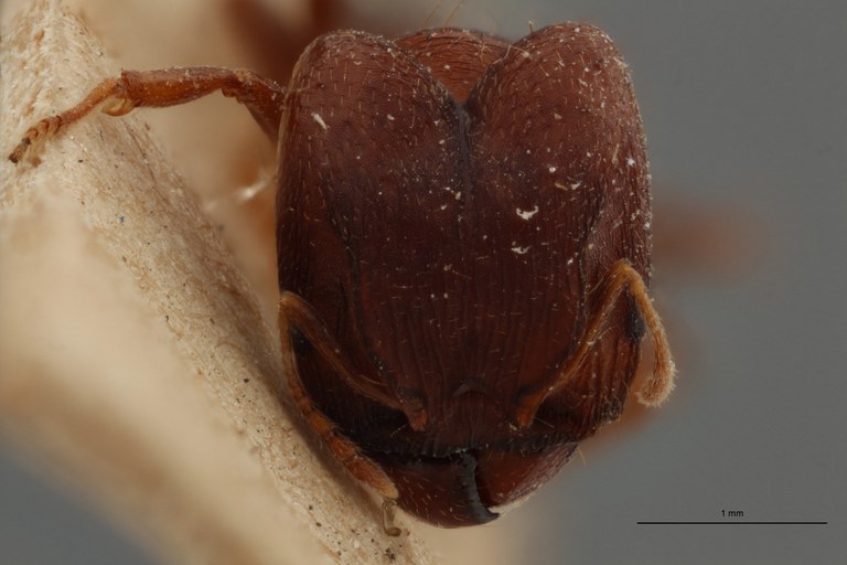TYPFORM0056 Pheidole asperata Frontal ZS PMax.jpg TYPFORM0056 Pheidole asperata Frontal ZS PMax.jpg