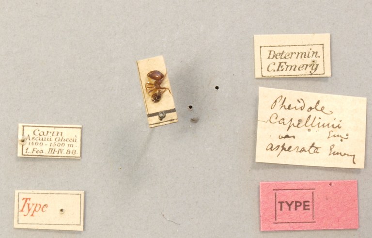TYPFORM0056 Pheidole asperata Labels.JPG TYPFORM0056 Pheidole asperata Labels.JPG