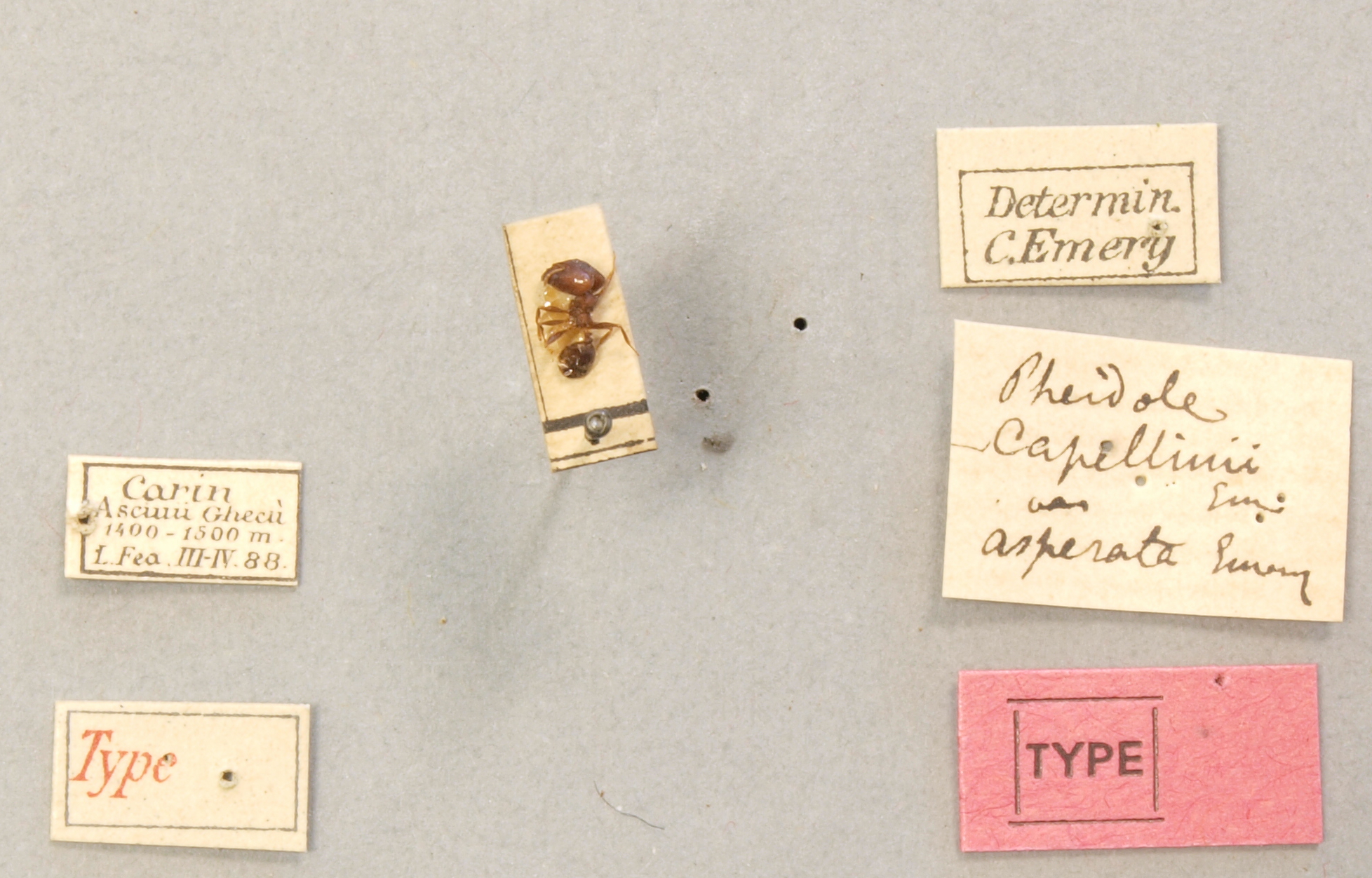 TYPFORM0056 Pheidole asperata Labels.JPG