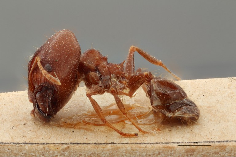 TYPFORM0056 Pheidole asperata Lateral ZS PMax.jpg TYPFORM0056 Pheidole asperata Lateral ZS PMax.jpg