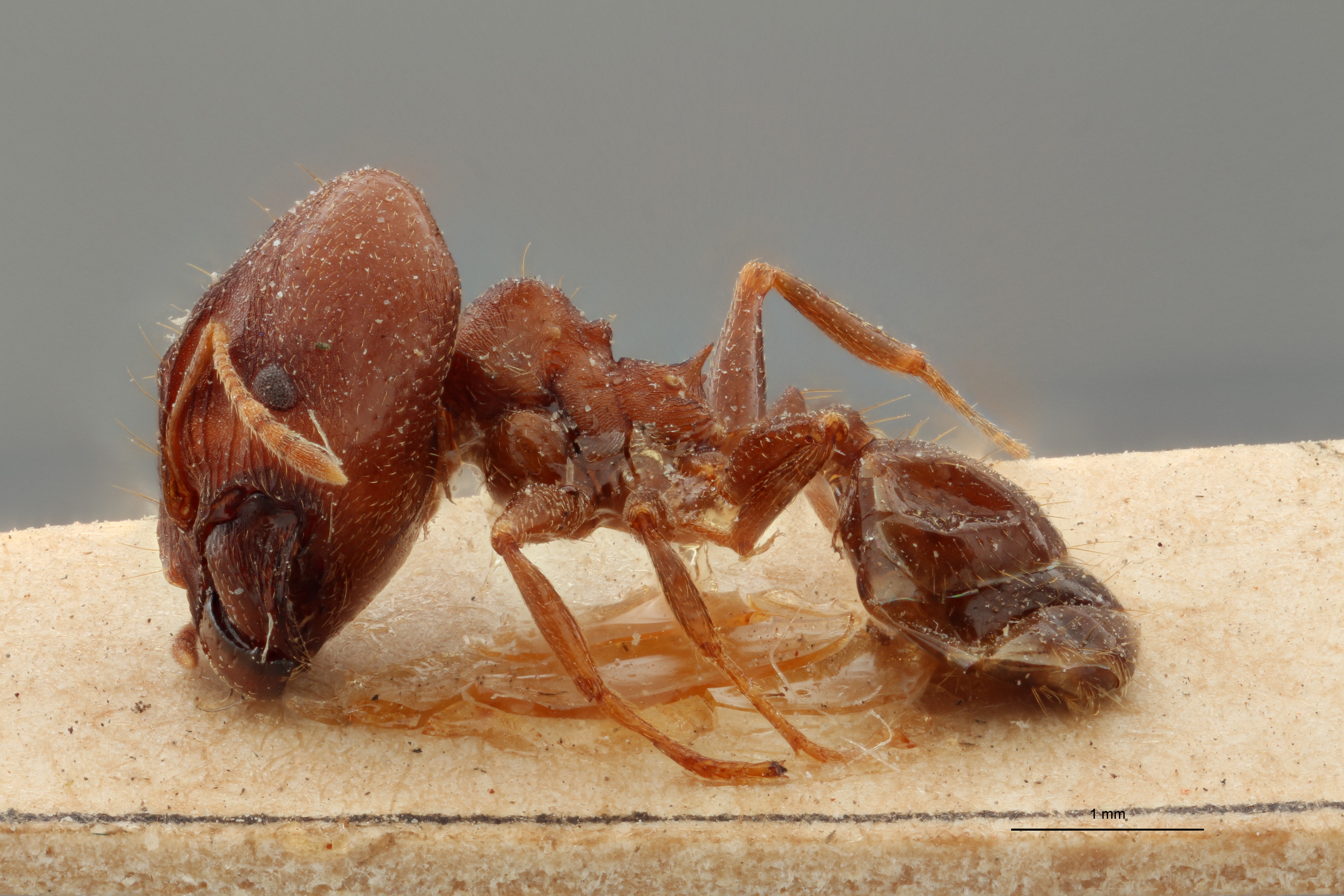 TYPFORM0056 Pheidole asperata Lateral ZS PMax.jpg