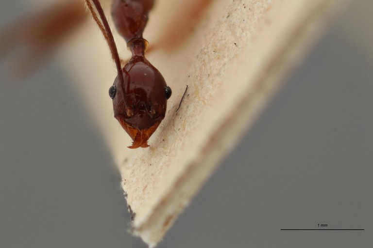 TYPFORM0059 Pheidole grallatrix Frontal ZS PMax.jpg TYPFORM0059 Pheidole grallatrix Frontal ZS PMax.jpg