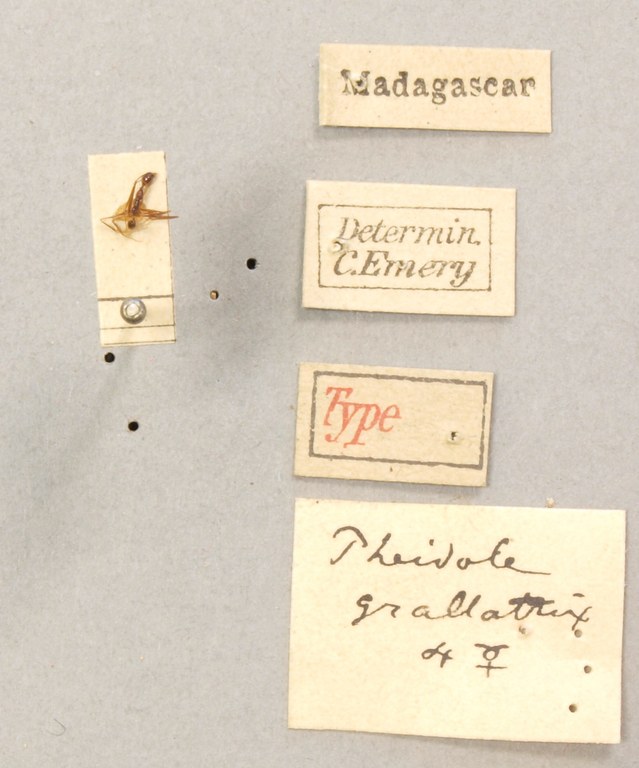 TYPFORM0059 Pheidole grallatrix Labels.JPG TYPFORM0059 Pheidole grallatrix Labels.JPG