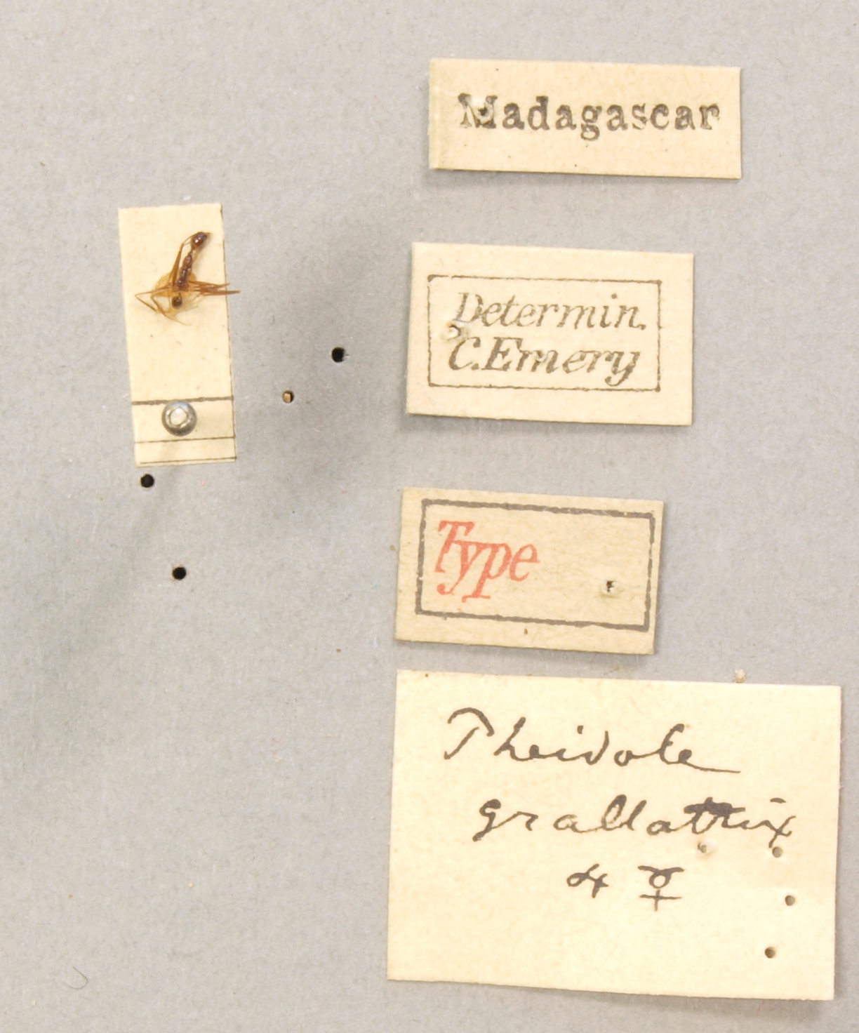 TYPFORM0059 Pheidole grallatrix Labels.JPG