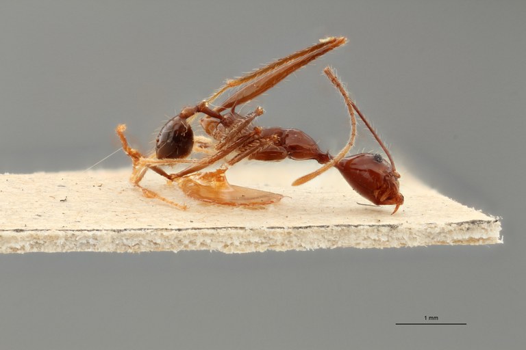 TYPFORM0059 Pheidole grallatrix Lateral ZS PMax.jpg TYPFORM0059 Pheidole grallatrix Lateral ZS PMax.jpg