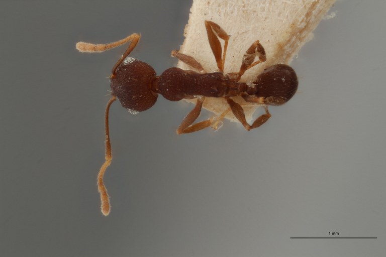 TYPFORM0061 Pheidole inversa Dorsal ZS PMax.jpg TYPFORM0061 Pheidole inversa Dorsal ZS PMax.jpg