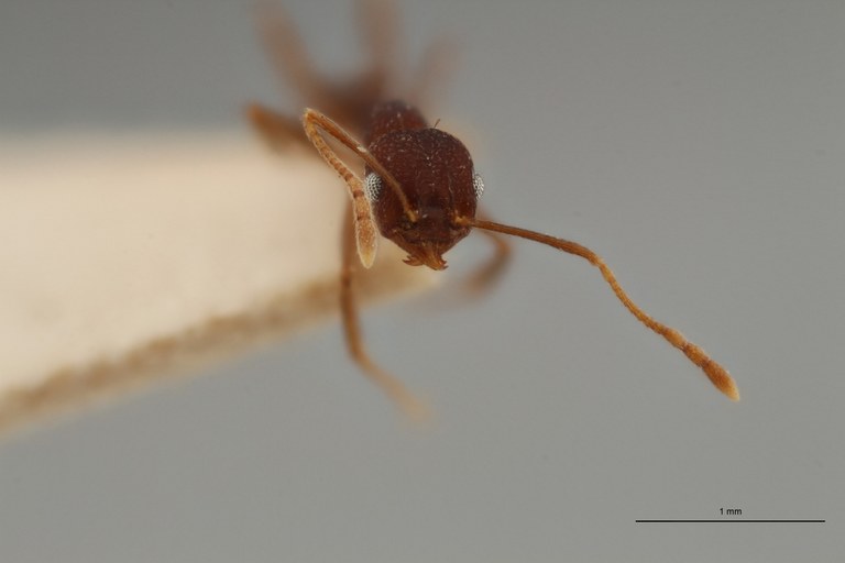 TYPFORM0061 Pheidole inversa Frontal ZS PMax.jpg TYPFORM0061 Pheidole inversa Frontal ZS PMax.jpg