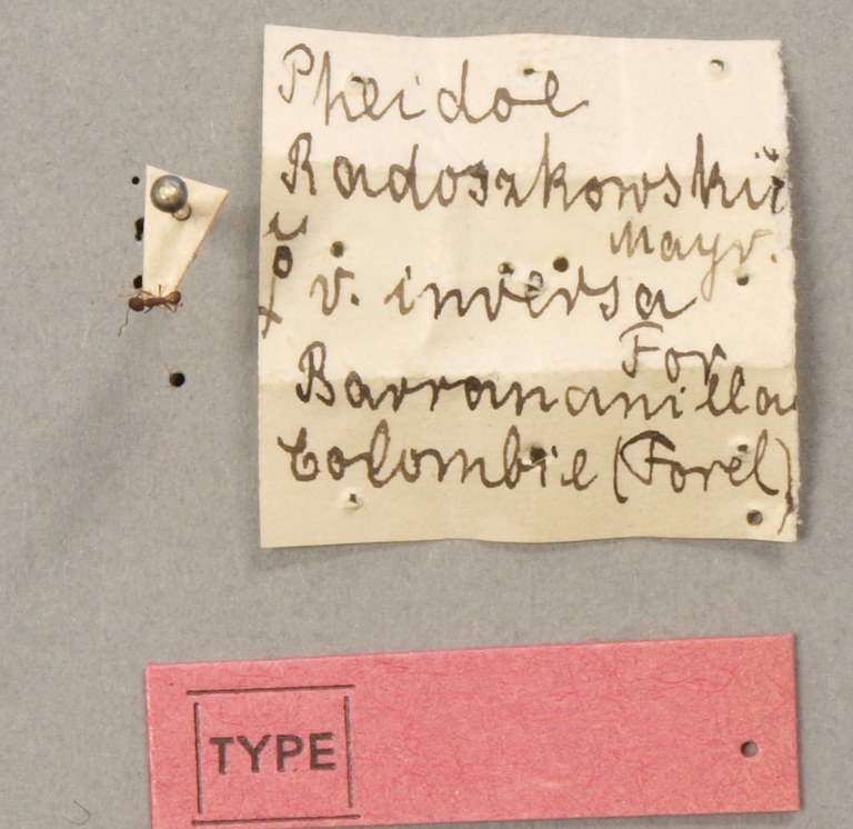 TYPFORM0061 Pheidole inversa Labels.JPG TYPFORM0061 Pheidole inversa Labels.JPG