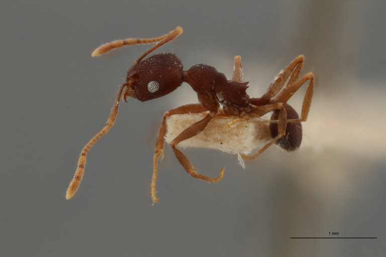 TYPFORM0061 Pheidole inversa Lateral ZS PMax.jpg TYPFORM0061 Pheidole inversa Lateral ZS PMax.jpg