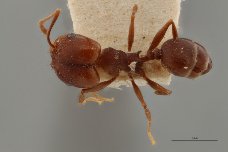 TYPFORM0061 Pheidole inversa Dorsal ZS PMax.jpg
