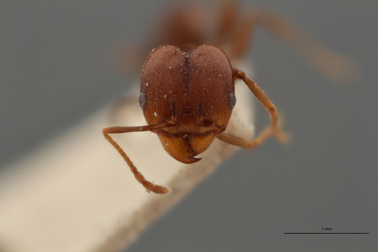 TYPFORM0061 Pheidole inversa Frontal ZS PMax.jpg