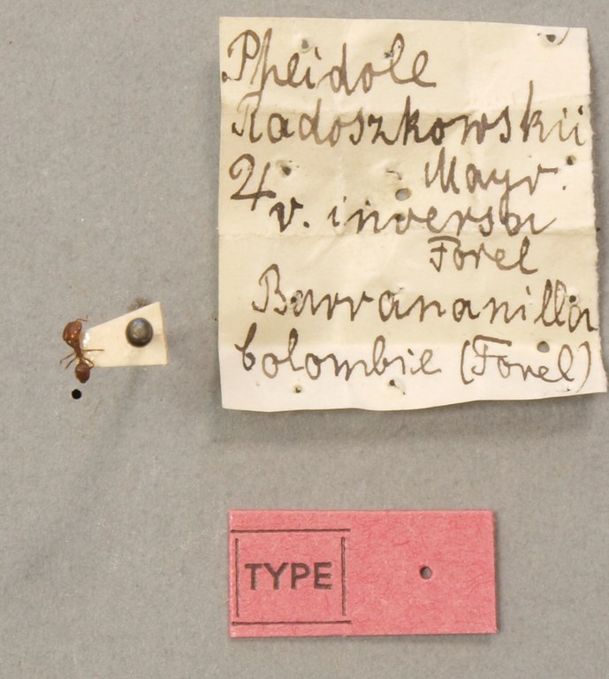 TYPFORM0061 Pheidole inversa Labels.JPG