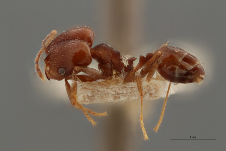 TYPFORM0061 Pheidole inversa  Lateral ZS PMax1.jpg
