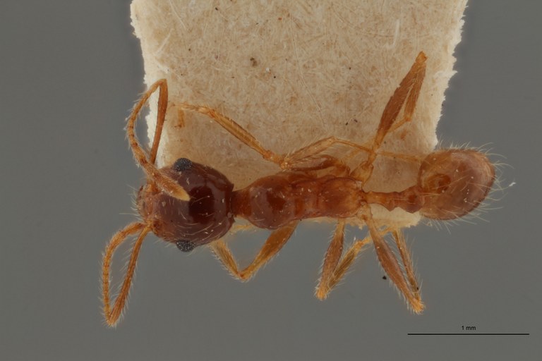 TYPFORM0058 Pheidole morrisii Dorsal ZS PMax.jpg TYPFORM0058 Pheidole morrisii Dorsal ZS PMax.jpg