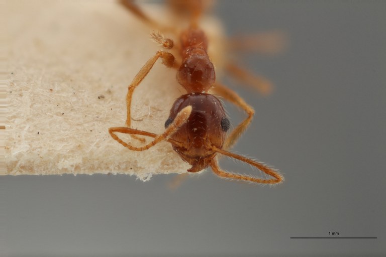 TYPFORM0058 Pheidole morrisii Frontal ZS PMax.jpg TYPFORM0058 Pheidole morrisii Frontal ZS PMax.jpg