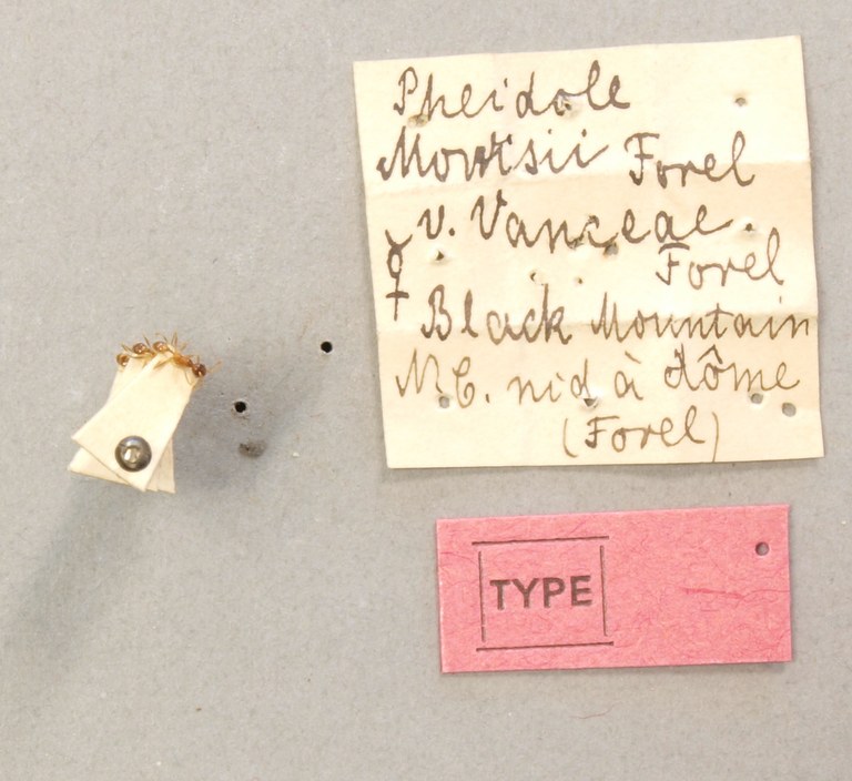 TYPFORM0058 Pheidole morrisii Labels.JPG TYPFORM0058 Pheidole morrisii Labels.JPG