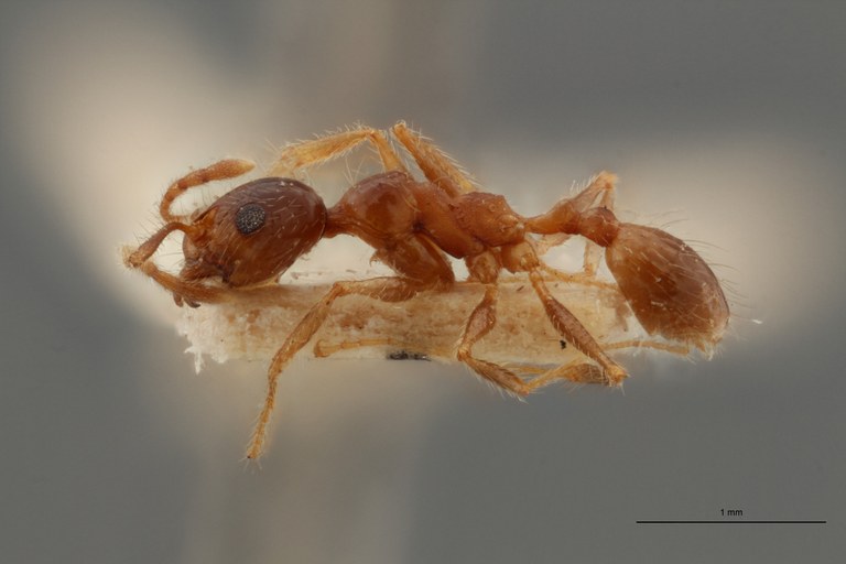 TYPFORM0058 Pheidole morrisii Lateral ZS PMax.jpg TYPFORM0058 Pheidole morrisii Lateral ZS PMax.jpg