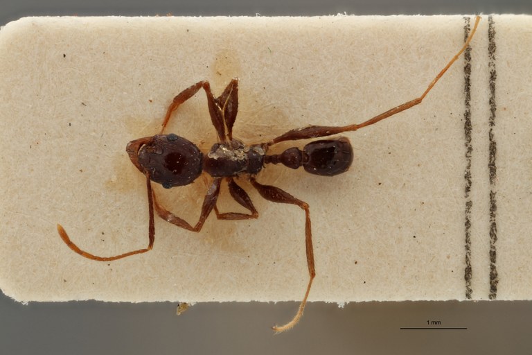 TYPFORM0051 Pheidole occipitalis adami Dorsal ZS PMax.jpg TYPFORM0051 Pheidole occipitalis adami Dorsal ZS PMax.jpg