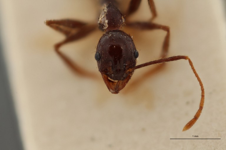 TYPFORM0051 Pheidole occipitalis adami Frontal ZS PMax.jpg TYPFORM0051 Pheidole occipitalis adami Frontal ZS PMax.jpg