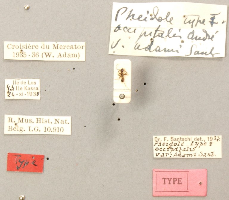 TYPFORM0051 Pheidole occipitalis adami Labels.JPG TYPFORM0051 Pheidole occipitalis adami Labels.JPG