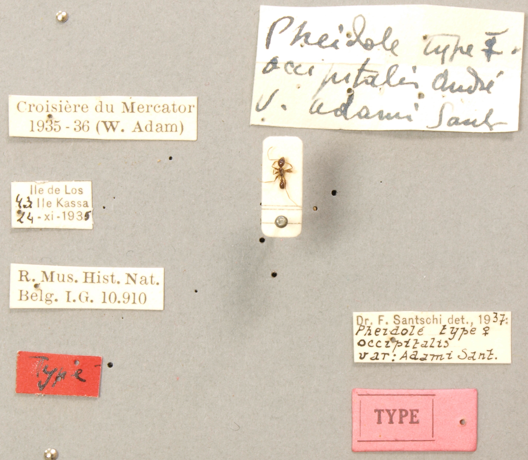 TYPFORM0051 Pheidole occipitalis adami Labels.JPG