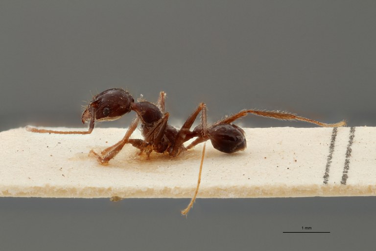 TYPFORM0051 Pheidole occipitalis adami Lateral ZS PMax.jpg TYPFORM0051 Pheidole occipitalis adami Lateral ZS PMax.jpg