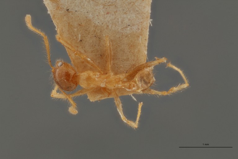 TYPFORM0047 Pheidole punctulata spinosa Dorsal ZS PMax.jpg TYPFORM0047 Pheidole punctulata spinosa Dorsal ZS PMax.jpg