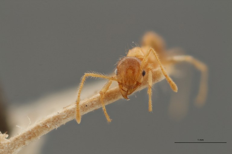 TYPFORM0047 Pheidole punctulata spinosa Frontal ZS PMax.jpg TYPFORM0047 Pheidole punctulata spinosa Frontal ZS PMax.jpg