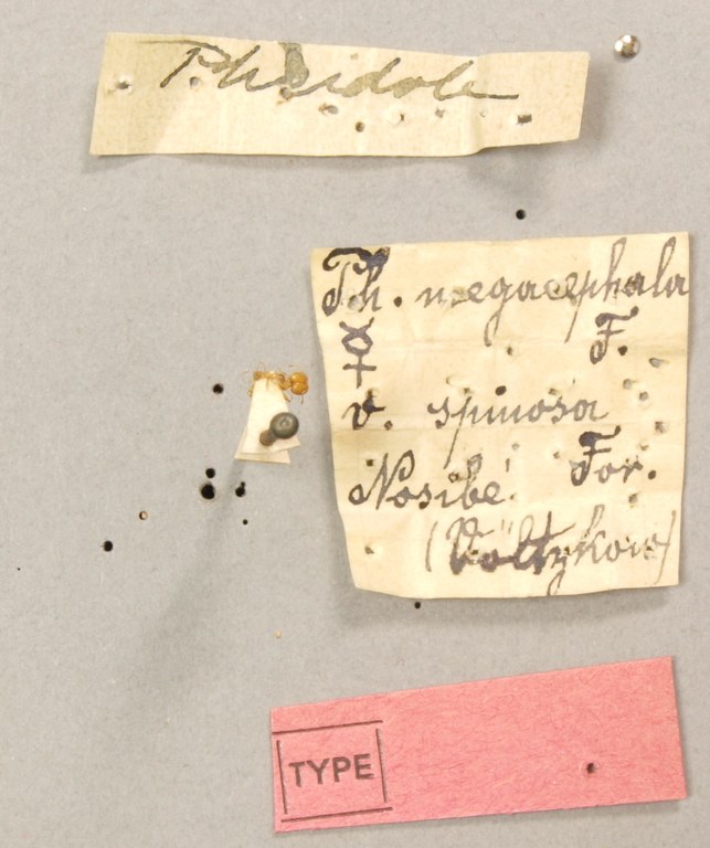 TYPFORM0047 Pheidole punctulata spinosa Labels.JPG TYPFORM0047 Pheidole punctulata spinosa Labels.JPG