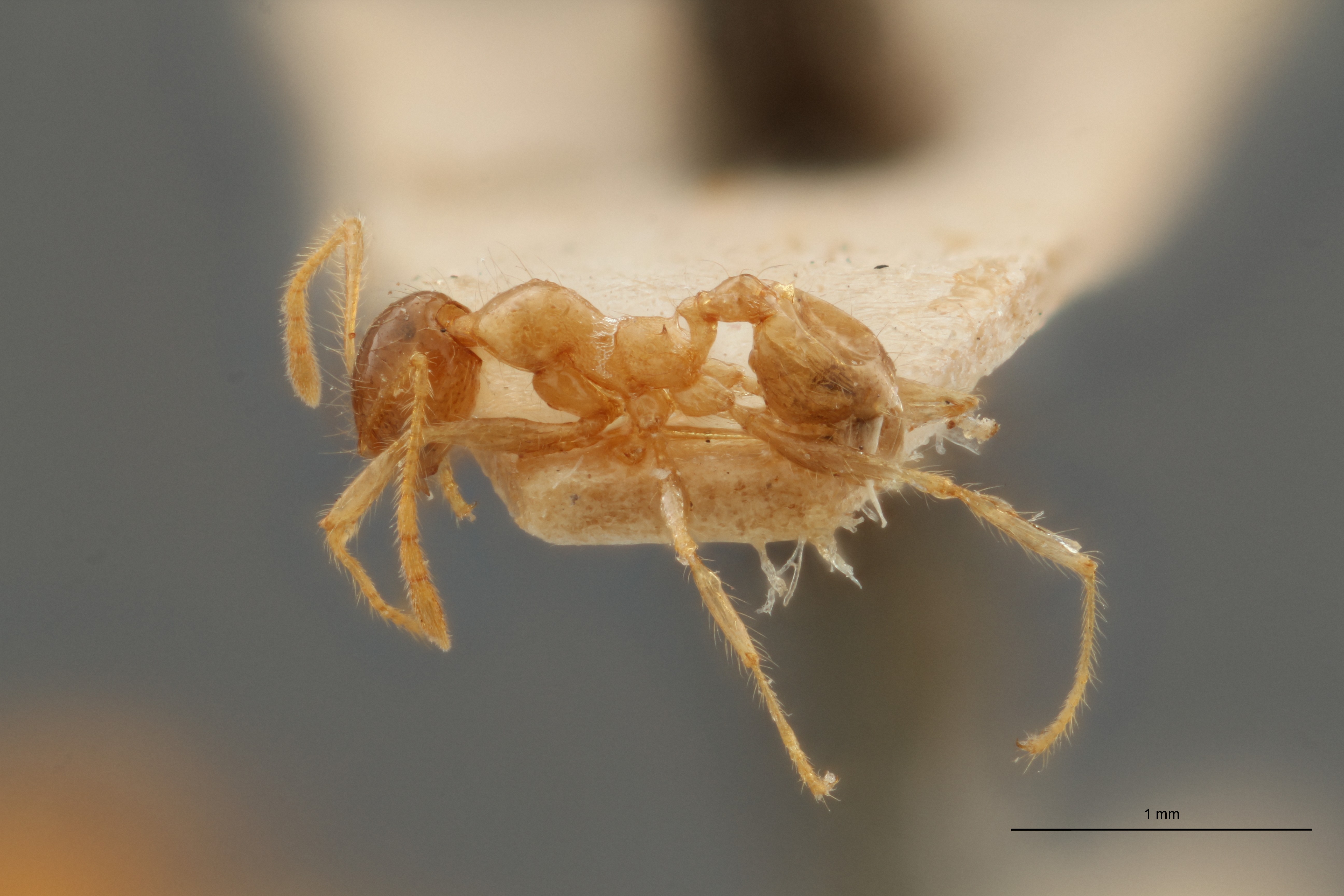 TYPFORM0047 Pheidole punctulata spinosa Lateral ZS PMax.jpg