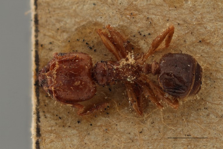 TYPFORM0057 Pheidole seeldrayersi Dorsal ZS PMax.jpg TYPFORM0057 Pheidole seeldrayersi Dorsal ZS PMax.jpg