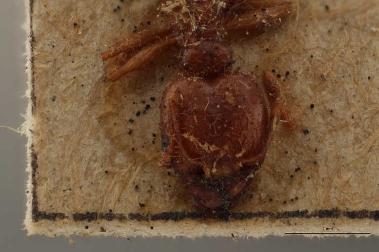 TYPFORM0057 Pheidole seeldrayersi Frontal ZS PMax.jpg TYPFORM0057 Pheidole seeldrayersi Frontal ZS PMax.jpg