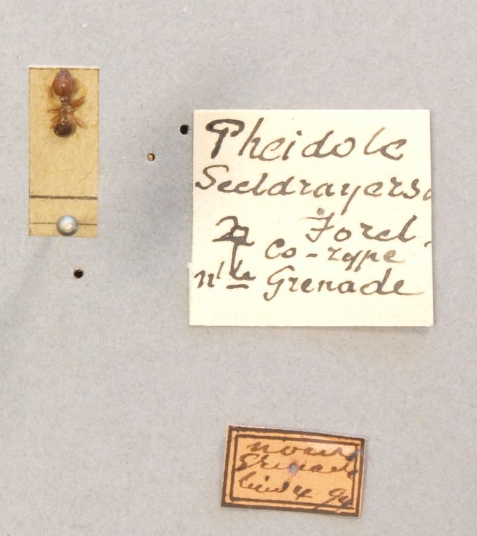 TYPFORM0057 Pheidole seeldrayersi Labels.JPG TYPFORM0057 Pheidole seeldrayersi Labels.JPG
