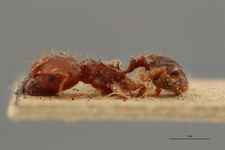 TYPFORM0057 Pheidole seeldrayersi Lateral ZS PMax.jpg TYPFORM0057 Pheidole seeldrayersi Lateral ZS PMax.jpg