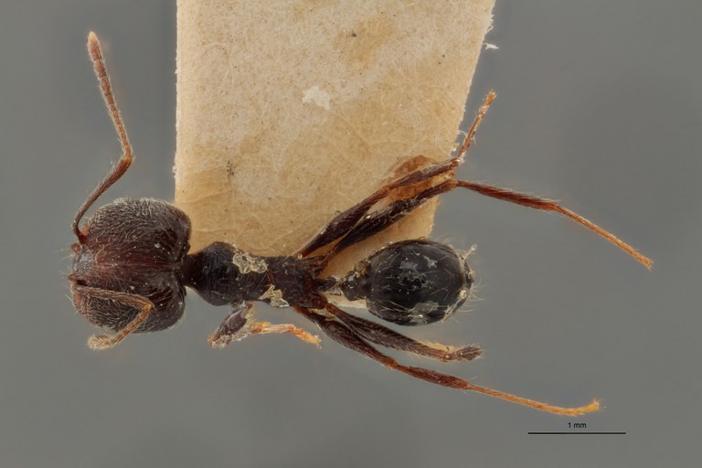 TYPFORM0060 Pheidole susannae atricolor Dorsal ZS PMax.jpg TYPFORM0060 Pheidole susannae atricolor Dorsal ZS PMax.jpg
