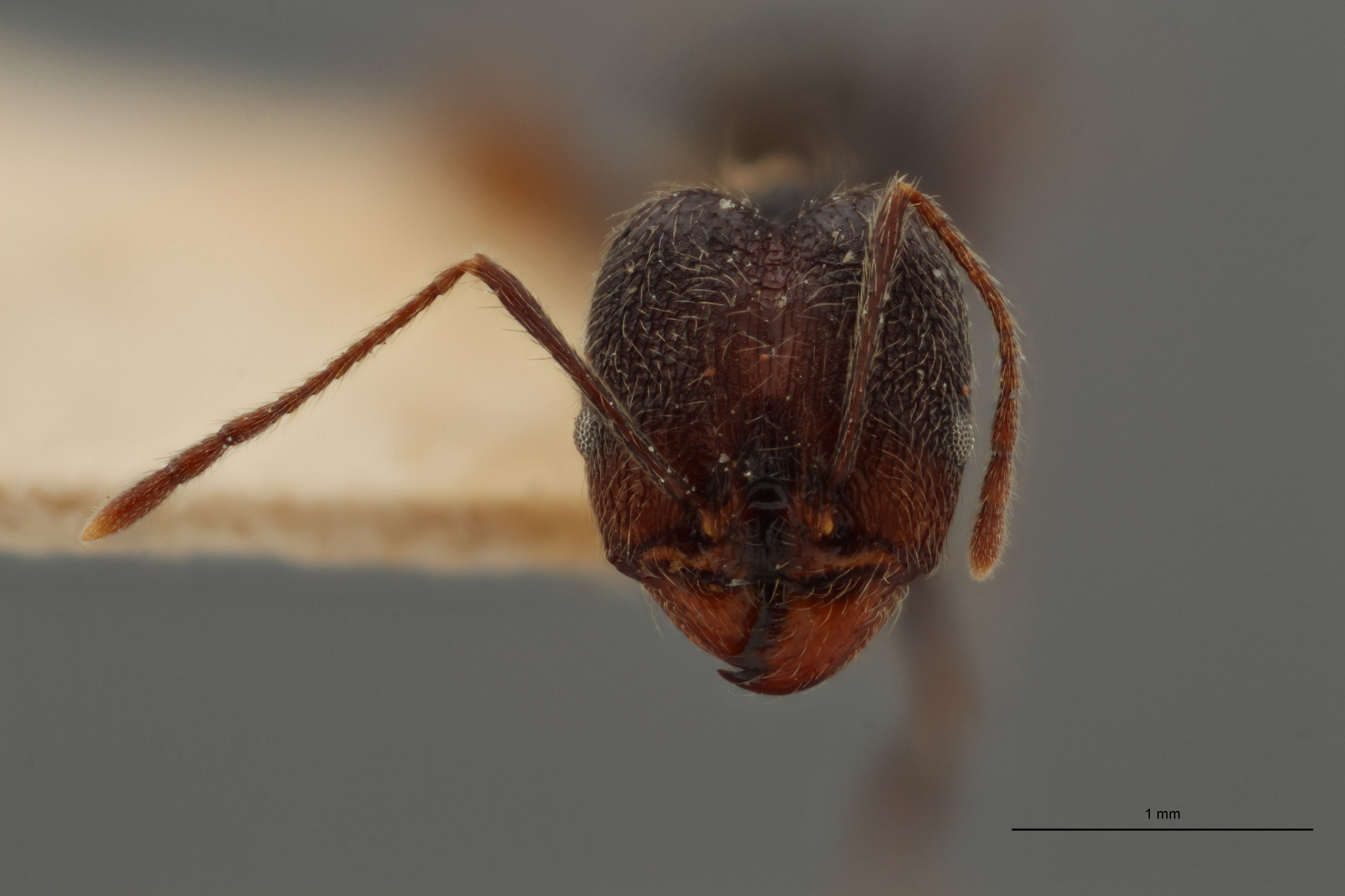TYPFORM0060 Pheidole susannae atricolor Frontal ZS PMax.jpg