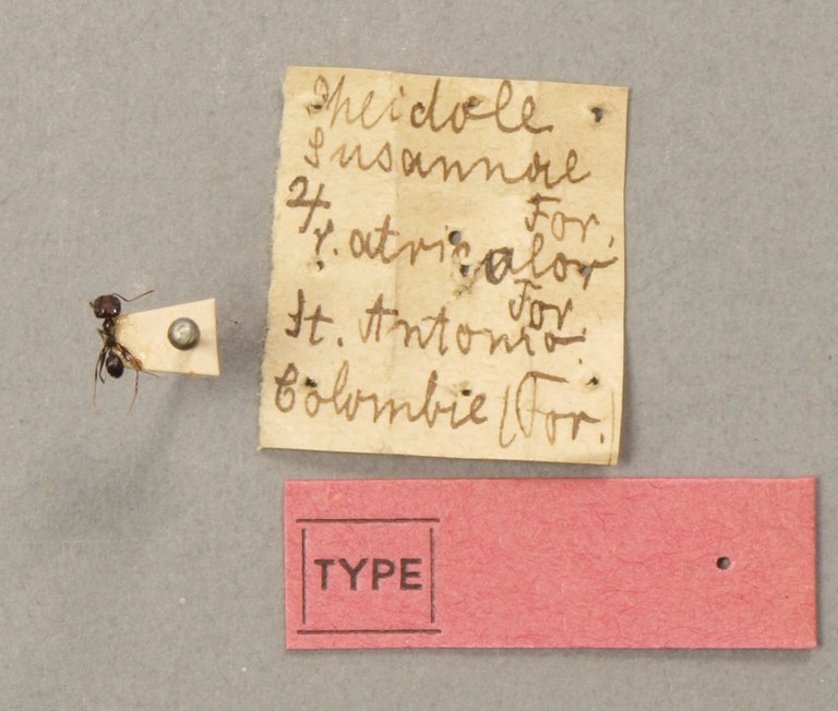 TYPFORM0060 Pheidole susannae atricolor Labels.JPG TYPFORM0060 Pheidole susannae atricolor Labels.JPG
