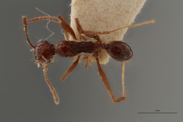 TYPFORM0060 Pheidole susannae atricolor Dorsal ZS PMax.jpg TYPFORM0060 Pheidole susannae atricolor Dorsal ZS PMax.jpg