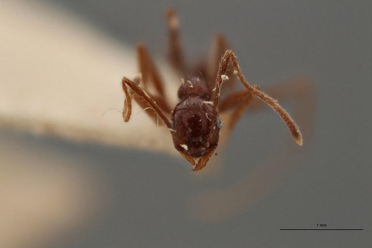 TYPFORM0060 Pheidole susannae atricolor Frontal ZS PMax.jpg TYPFORM0060 Pheidole susannae atricolor Frontal ZS PMax.jpg
