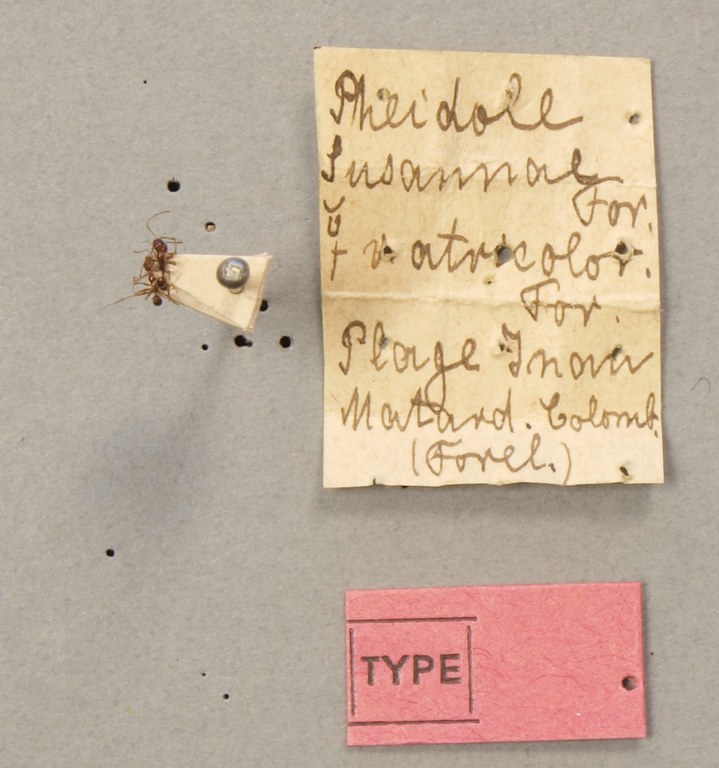 TYPFORM0060 Pheidole susannae atricolor Labels.JPG TYPFORM0060 Pheidole susannae atricolor Labels.JPG