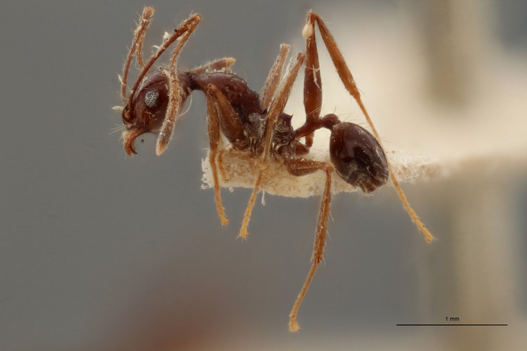 TYPFORM0060 Pheidole susannae atricolor Lateral ZS PMax.jpg TYPFORM0060 Pheidole susannae atricolor Lateral ZS PMax.jpg