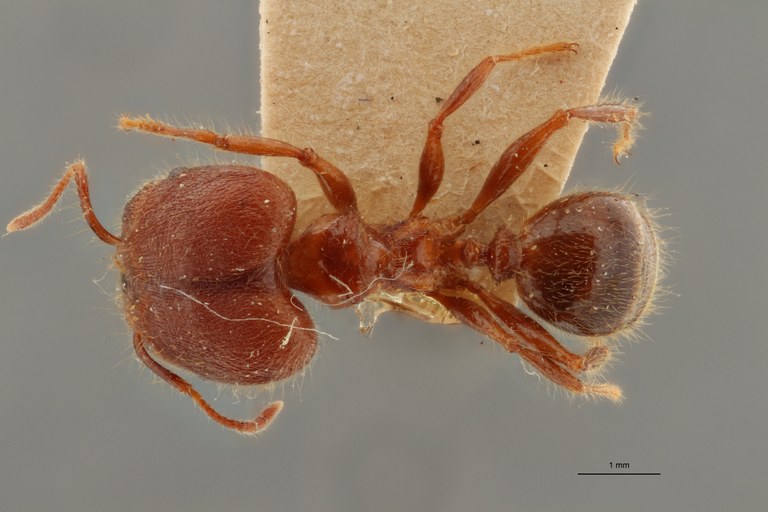 TYPFORM0062 Pheidole sykesii Dorsal ZS PMax.jpg TYPFORM0062 Pheidole sykesii Dorsal ZS PMax.jpg