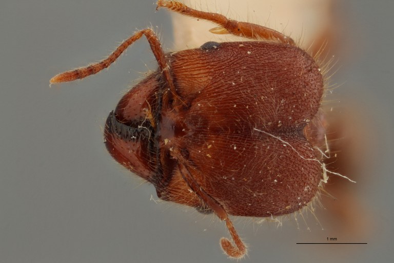 TYPFORM0062 Pheidole sykesii Frontal ZS PMax.jpg TYPFORM0062 Pheidole sykesii Frontal ZS PMax.jpg