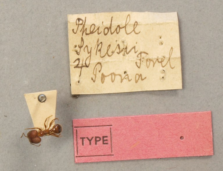 TYPFORM0062 Pheidole sykesii Labels.JPG TYPFORM0062 Pheidole sykesii Labels.JPG