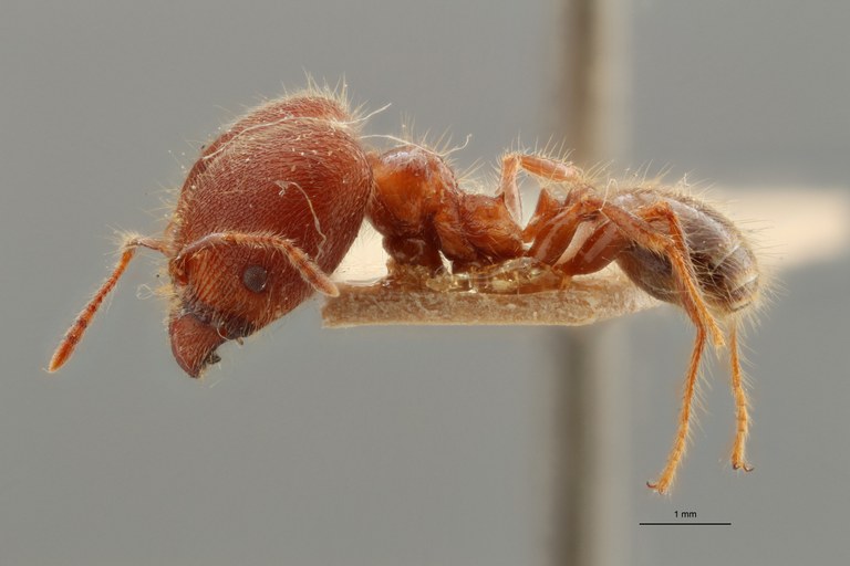 TYPFORM0062 Pheidole sykesii Lateral ZS PMax.jpg TYPFORM0062 Pheidole sykesii Lateral ZS PMax.jpg