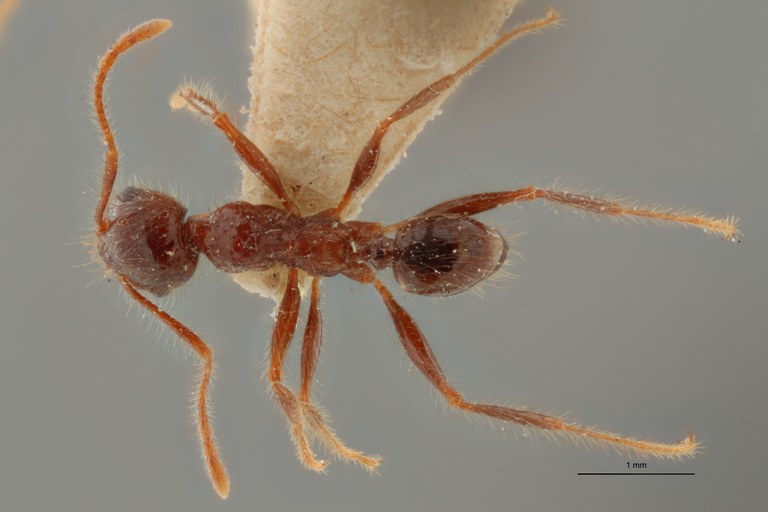 TYPFORM0062 Pheidole sykesii Dorsal ZS PMax.jpg